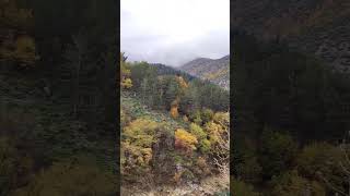 Cervi nuotano nel lago di San Domenico… E niente cosa dire di più 🦌😊🦌 … La montagna lo fa 💖 [upl. by Berlauda]