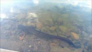 Giant eel spotted at Grand Bassin lake in Mauritius [upl. by Atikal]