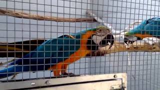 Different types of macaws amp parrots in excellent breeding setup [upl. by Platto261]