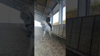 Short training today couldnt do more because of the pain Then rode outside for a while Dressage [upl. by Xantha215]