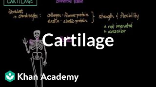 Cartilage  Muscularskeletal system physiology  NCLEXRN  Khan Academy [upl. by Nedi]