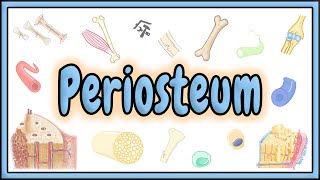 84 Periosteum [upl. by Attennaej]