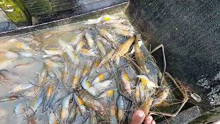 Fishing Video  Amazing Rural Fishing Video 🐟 Best Asian Fishing Technique 🐟 shorts india [upl. by Akoyin]