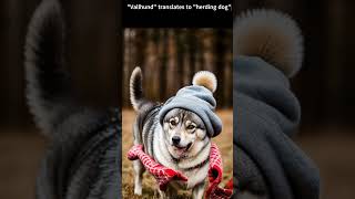 Newborn Puppy to Elegant Swedish Vallhund Time Lapse ASMR Story with Fun Facts shorts dog puppy [upl. by Edva]