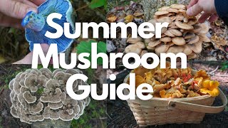 13 Edible and Medicinal Mushrooms to Forage this Summer [upl. by Nealah459]