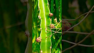 Budding continue on Dragon Fruit Plant dragonfruit pitaya farming gardening agriculture shorts [upl. by Jaynell679]