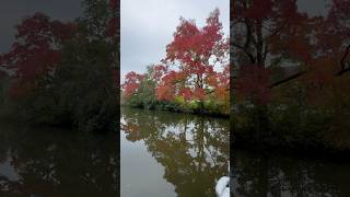 Autumn 🍂 in Lunetten  Utrecht travel netherlands [upl. by Kosaka]