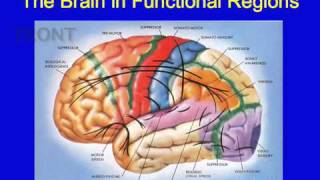 What Are Brain Tumors [upl. by Merline]