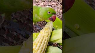 Indian Ringneck parrot eating baby corn 🌽 parrot alexander talkingparrot parrottalking [upl. by Lizned]