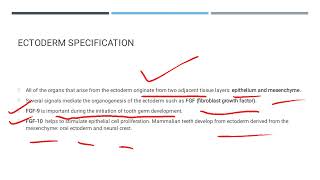 What is organogenesis Organogenesis and Germ layers Ectoderm Mesoderm EndodermDev Bio [upl. by Mosra]