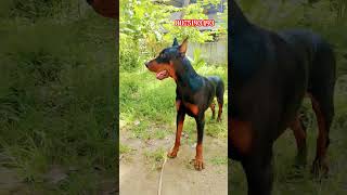 European Doberman doberman dog pets studmale kerala reels dobby doglover [upl. by Eentruoc]