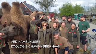 Kollegaerne sender hilsen til Rosa  Copenhagen ZOO [upl. by Gefen]