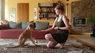 4 months old saluki does tricks [upl. by Aivax482]