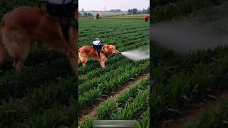 Amazing dog spray in fields 😱😱😱youtubeshorts shortsviral dog [upl. by Bilow]