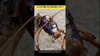 This Carnivorous Insect viral facts shorts [upl. by Alin]