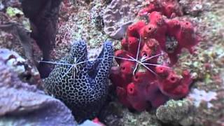 Skunk Cleaner Shrimp cleaning a Honeycomb Moray Eel  Mozambique [upl. by Aramas]