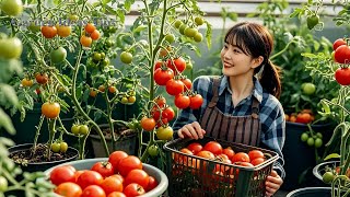 Useful Tips amp Tricks Urban Gardening Tomato Growing Techniques in Old Trash Cans for Beginners [upl. by Ennaisoj]