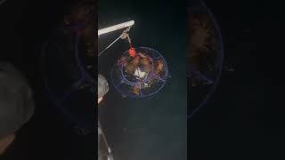 Another net another lobster 🎥 wetwillyfishing [upl. by Cynthy]