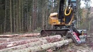 Tigercat Harvester cutting nice spruce [upl. by Akedijn]