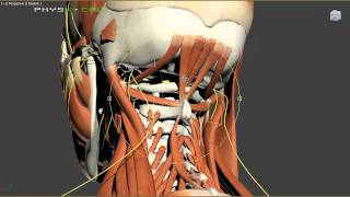 Headaches  Mechanical and Nutritional Causes of Headache Pain [upl. by Murton]