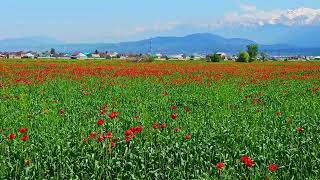 Blooming red poppies in rye field swaying in the wind at sunny day with mountains in the background [upl. by Aisile739]