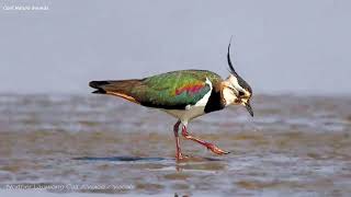 Northern Lapwing Call  Voice  Sounds  Vocals [upl. by Animsay]