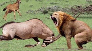 EPIC BATTLE Gemsbok Defends itself Against Hungry Lion  Unbelievable Wildlife Encounter [upl. by Ecnerol131]