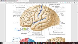 Clase Virtual Hemisferios Cerebrales [upl. by Ardnuassak]