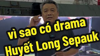 Vì Sao Có Drama Huyết Long Sepauk [upl. by Danais]