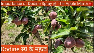 Dodine Spray  The Apple Mirror on 27 June 2020 [upl. by Eceinehs234]