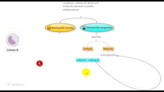 562  Sistema immunitario Immunità specifica o acquisita Riassunto per il test di medicina [upl. by Collier8]