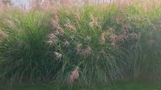 Haie de miscanthus sinensis gracillimus en automne [upl. by Reppiks]