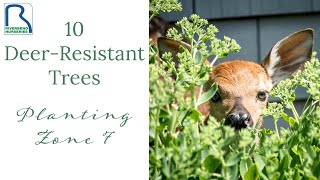 10 DeerResistant Trees  Planting Zone 7 [upl. by Anhoj]