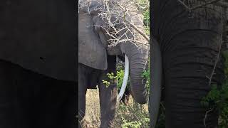 Elephant With Skew Tusk  Wildlife ShortsAfrica YouTubeCreatorCommunity [upl. by Albrecht736]