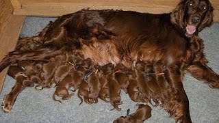 Dog Mommies That Have Many Puppies [upl. by Amedeo]