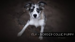 Fly  Border Collie Puppy 21 weeks [upl. by Itoyj]