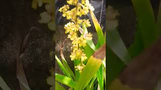 ONCIDIUM SPHACELATUM [upl. by Roselba]