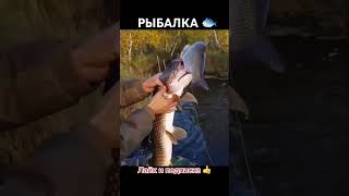 RIBALKA Рыбалка 1million рибалка шука риба ribalka news [upl. by Yelnoc]