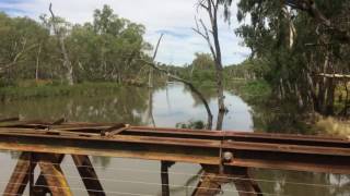 Murray cod fishing Narrandera [upl. by Annoel]