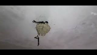 How do swallows defend their nest [upl. by Timmons]