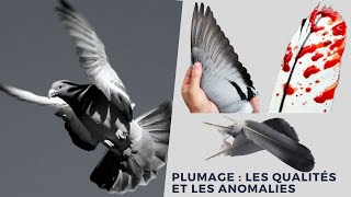 Plumage  les qualités et les anomalies [upl. by Elvera]