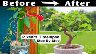 Bonsai Time Lapse Years [upl. by Previdi]