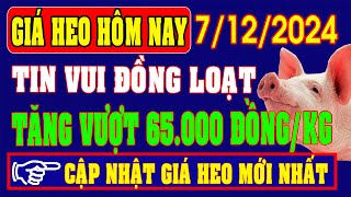 Giá heo hơi ngày 7122024  TĂNG GIÁ ĐỒNG LOẠT SẮP VƯỢT MỐC 65000 ĐỒNGKG [upl. by Jamnes]