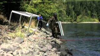 Elwha River floating weir a tool to study adult salmon during and following dam removal [upl. by Khajeh]