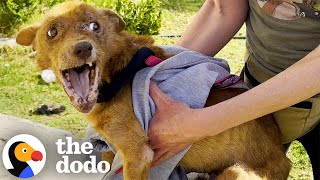 3 Dramatic Dog Transformations  The Dodo [upl. by Tnomad]