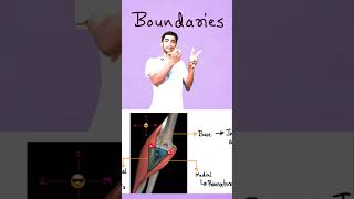 Mastering the Cubital Fossa Boundaries and Contents Explained for 1st Year MBBS Student [upl. by Coumas]