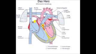 Reizleitungssystem Herz  kurz [upl. by Kristofor]