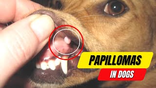 Papillomas in Dogs A Complete Guide to Symptoms and Treatment 2023 [upl. by Kaja847]