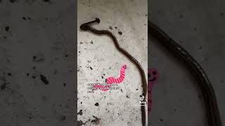 👽 🔨Hammerhead worm 101📚 ➡️ Yall ever encountered one of these  👀 nature worms invasive [upl. by Kcirdor272]