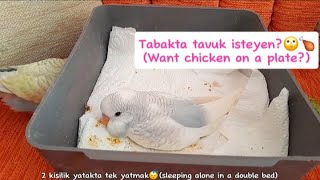 TABAKTA TAVUK 🐔 CHİCKHEN ON A PLATE  muhabbetkuşu budgies [upl. by Ybur]